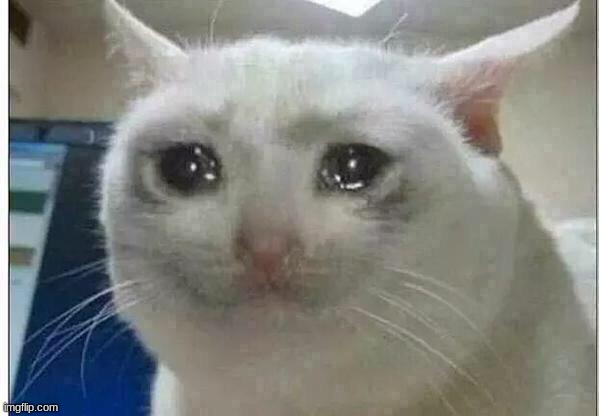 Üzgün bir kedi